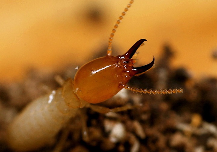 Bharat Pest Control Termite services