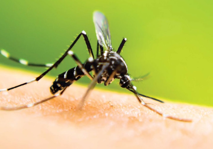 Bharat Pest Control Mosquito services
