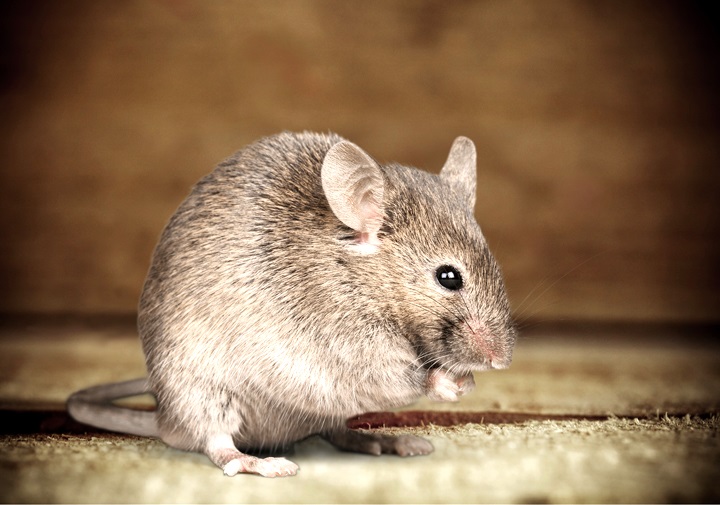 Bharat Pest Control Rodent services