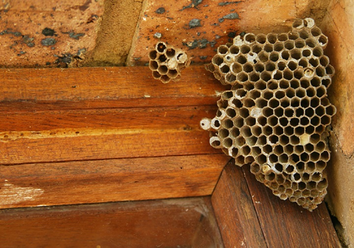 Bharat Pest Control Honey Bees services